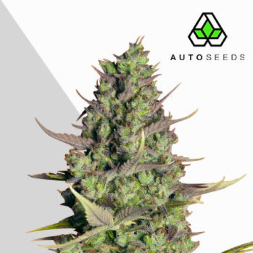 Wedding Cake Autoflower - Auto Seeds