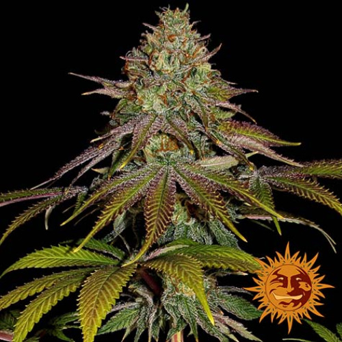 Wedding Cake - Barney's Farm hoofdtop