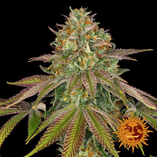 Wedding Cake - Barney's Farm close-up