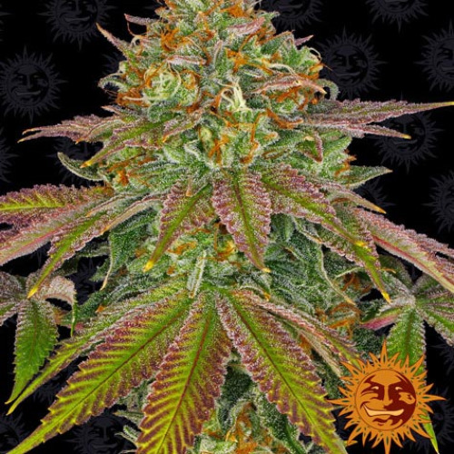 Wedding Cake - Barneys Farm