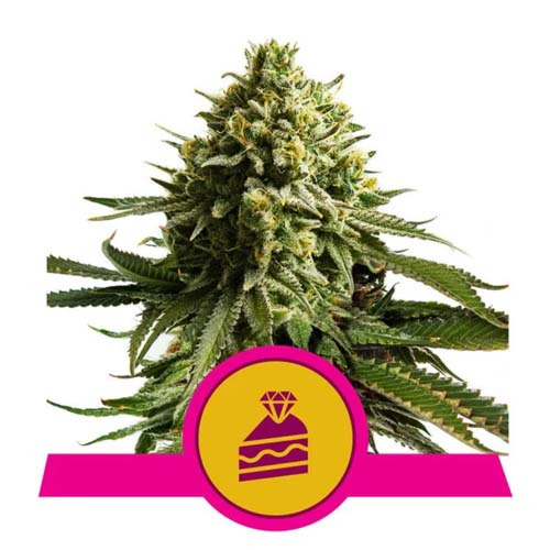 Wedding Cake - Royal Queen Seeds