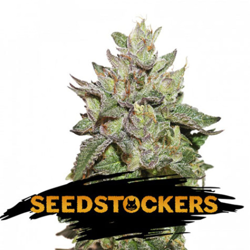 Wedding Cake - Seedstockers