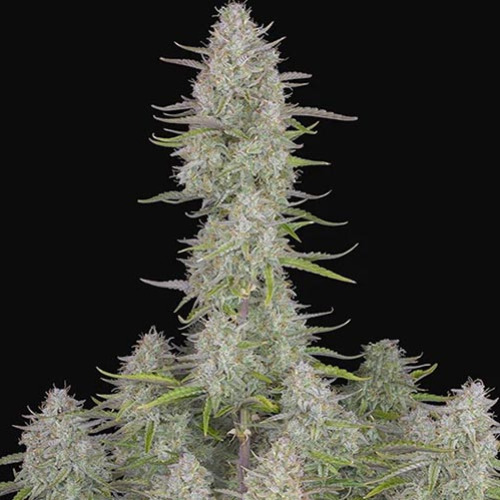 Wedding Cheesecake Auto - FastBuds