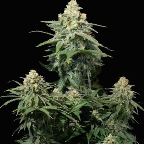 Wedding Cheesecake FF - FastBuds