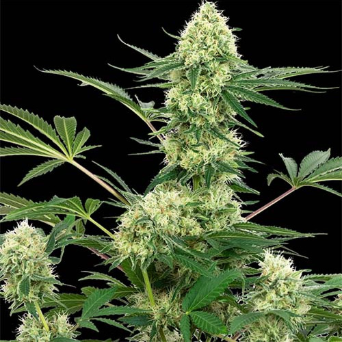 Wedding Cheesecake - White Label Seeds