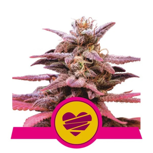 Wedding Crasher - Royal Queen Seeds