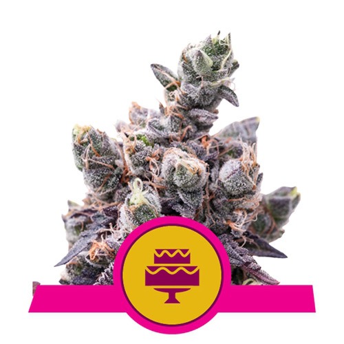 Wedding Gelato - Royal Queen Seeds