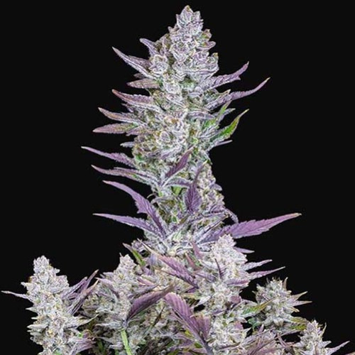 Wedding Glue Auto - FastBuds