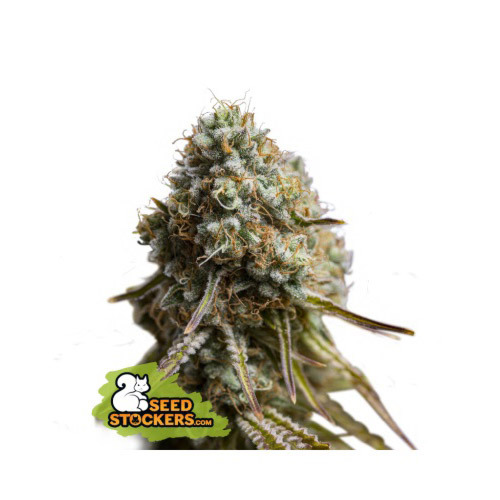 Wedding Glue Auto - Seedstockers