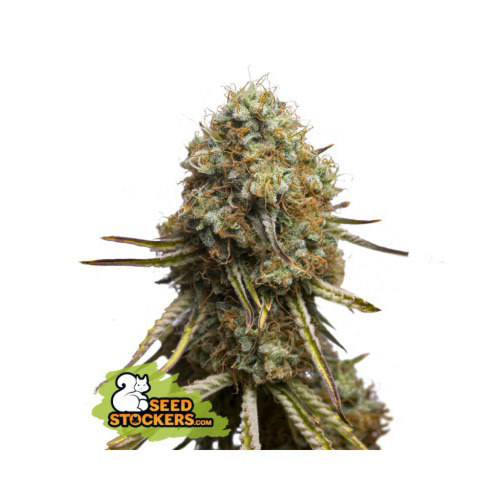 Wedding Glue - Seedstockers