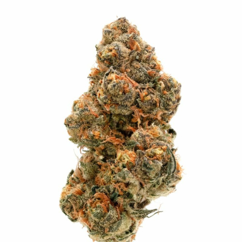 Weddingcake X Frosty Gelato Double XL Auto - Growers Choice