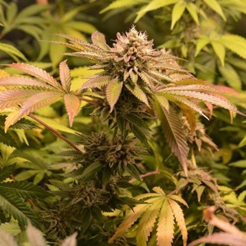 West Coast Bubbles - Sumo Seeds