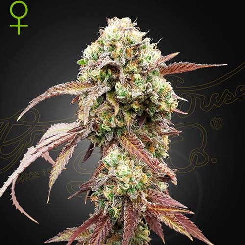 West Coast OG X Gelato Auto 41 - Green House Seeds