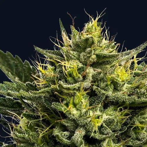 WHAM BOOM Auto - Anesia Seeds