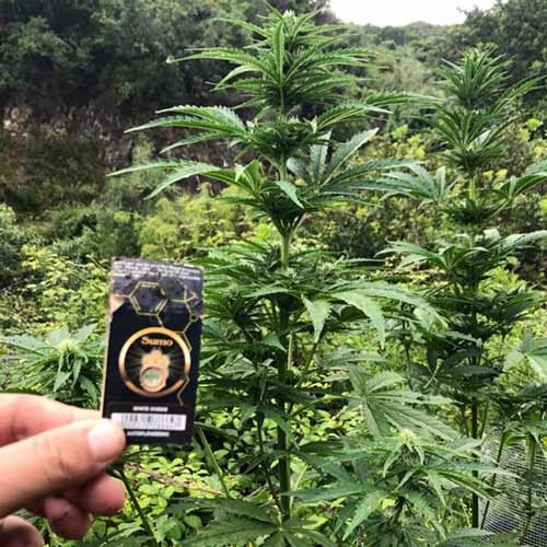 White Cheese Auto - Sumo Seeds buitenkweek