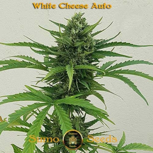 White Cheese Auto - Sumo Seeds Hoofdtop