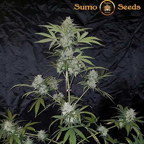 White Cheese Auto - Sumo Seeds in pot