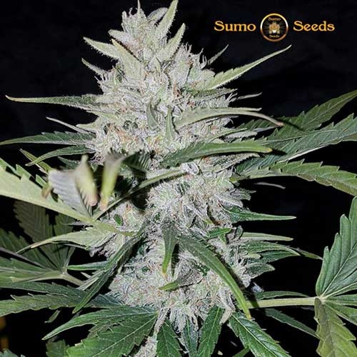 White Cheese Auto - Sumo Seeds Mooie top