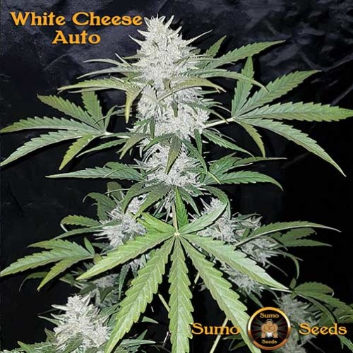 White Cheese Auto - Sumo Seeds