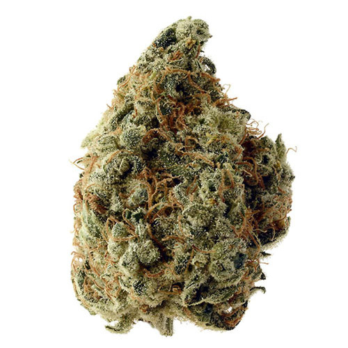 White Choco - Amsterdam Genetics