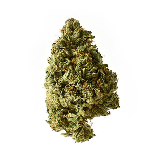 White Choco Auto - Amsterdam Genetics