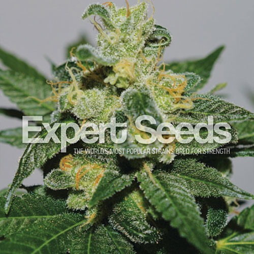 White Gold van Expert Seeds