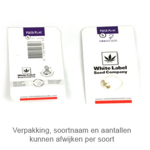 White Diesel Haze Auto - White Label verpakking