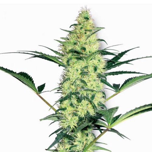 White Diesel - White Label