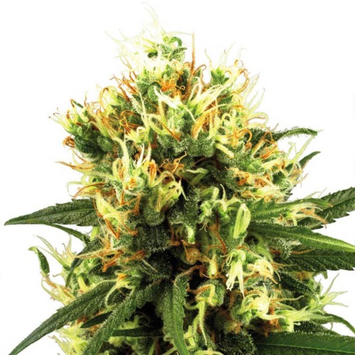 White Haze Automatic - White Label