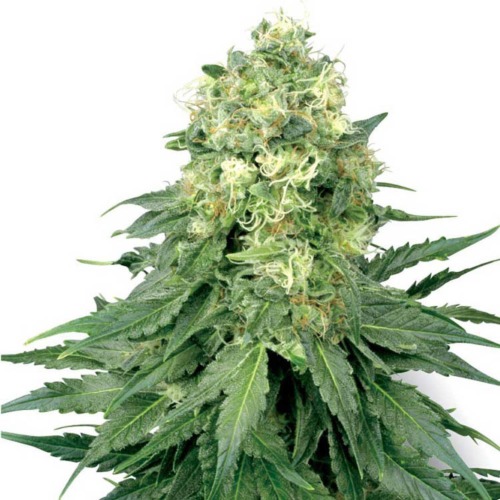 White Widow - White Label