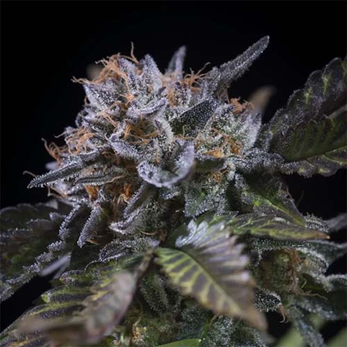 White Noise - Paradise Seeds