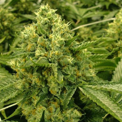 White Runtz - Anesia Seeds Top in Bloei