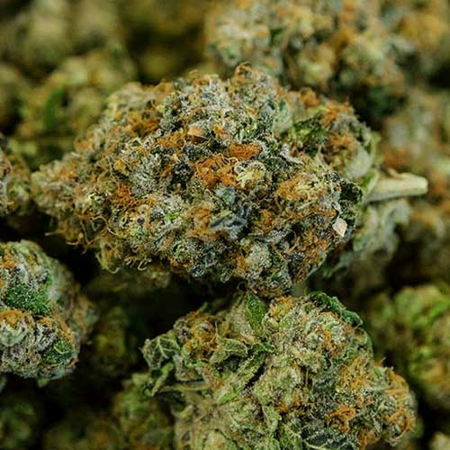 White Runtz - Anesia Seeds Toppen