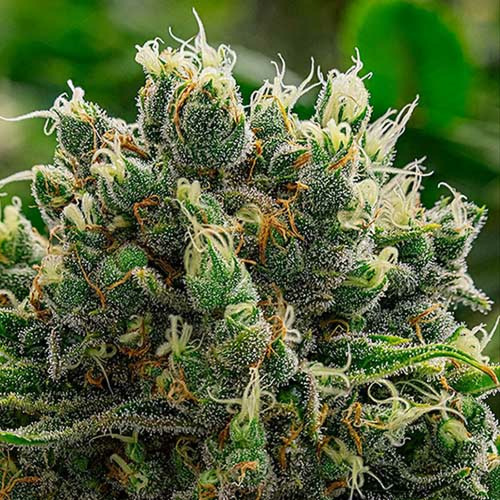 White Runtz - Anesia Seeds