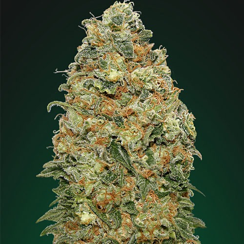 online white widow wiet kopen