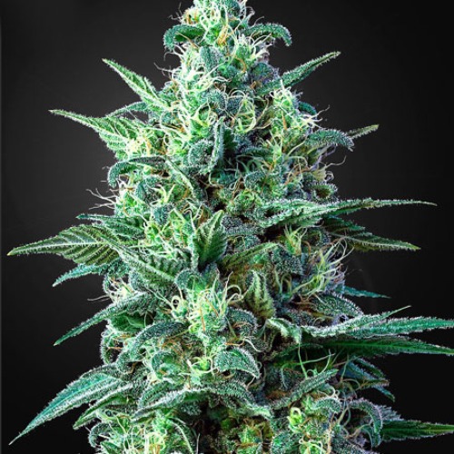 White Widow Auto CBD - Green House Seeds