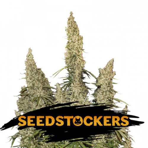 White Widow Auto - Seedstockers