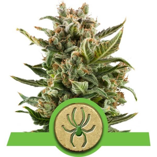 White Widow Autoflower strain - Royal Queen Seeds