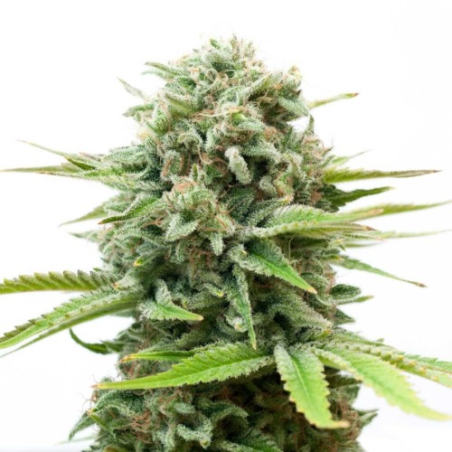 White Widow Automatic - Royal Queen Seeds