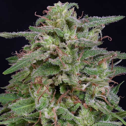 White Widow - Big Head Seeds