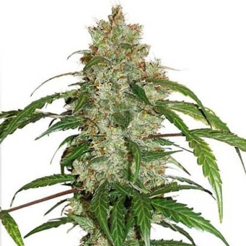 White Widow CBD Auto - Dinafem