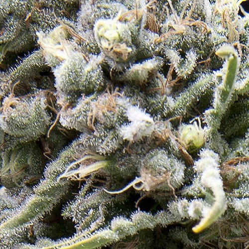 White Widow CBD Auto - Pyramid Seeds