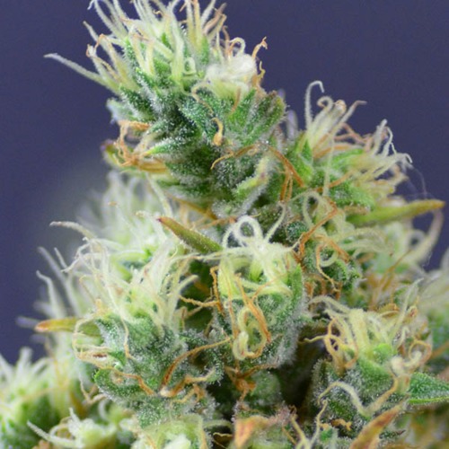 White Widow CBD - Huismerk