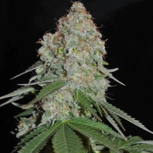 White Widow Original - Sumo Seeds