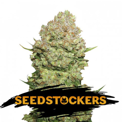 White Widow - Seedstockers