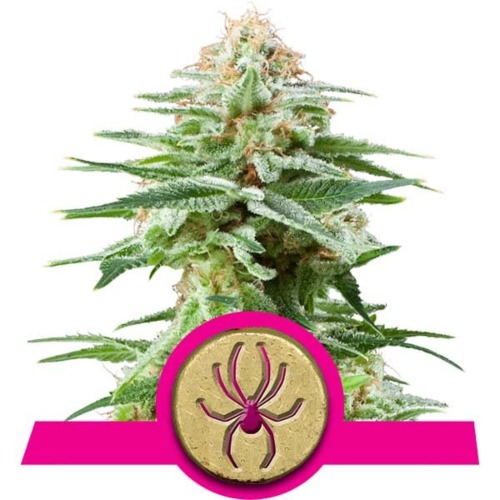 White Widow wietsoort - Royal Queen Seeds