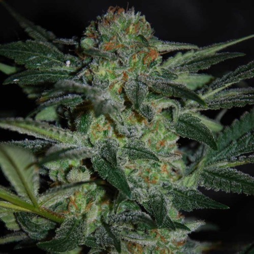 High Tension - World of Seeds