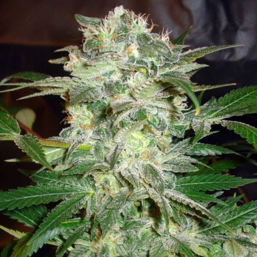 Mazar Kush - World of Seeds