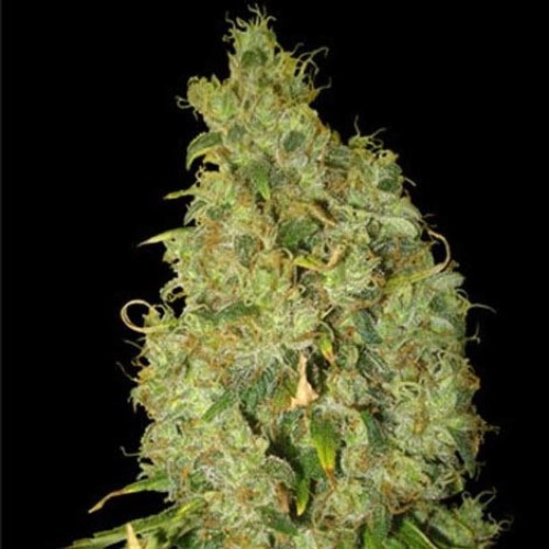 Northern Light x Skunk - World of Seeds