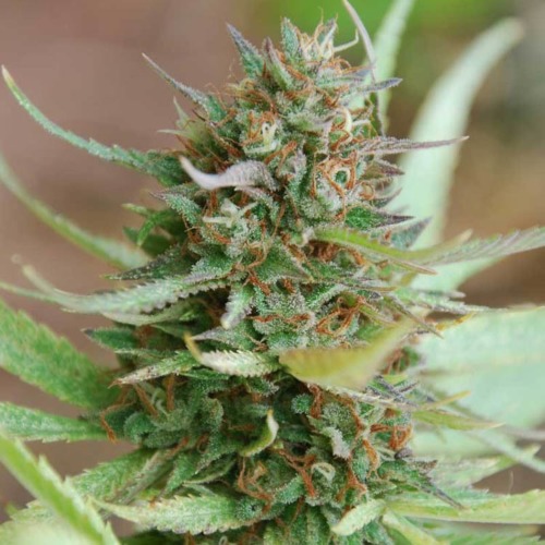 Strawberry Blue - World of Seeds